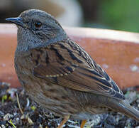 Dunnock