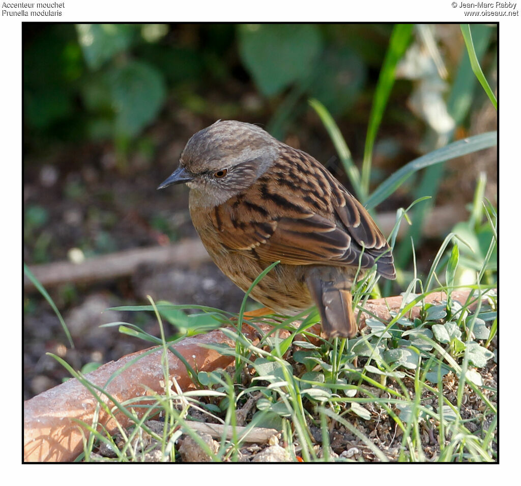 Dunnock, identification