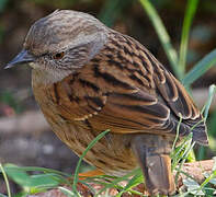 Dunnock