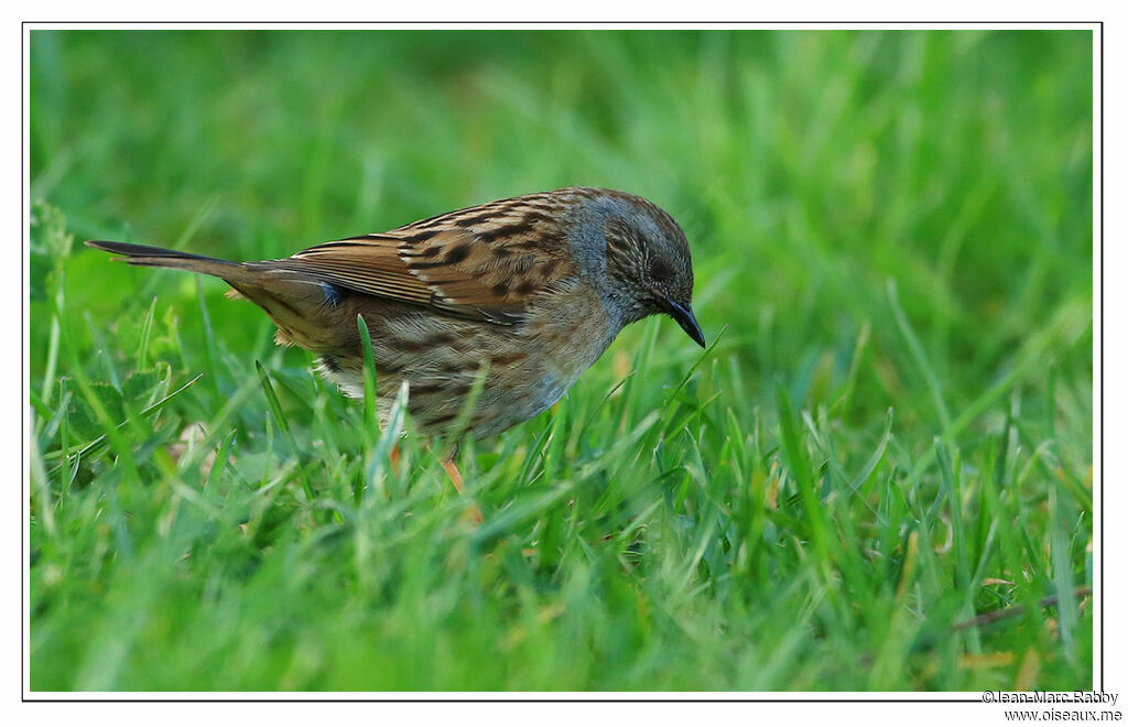 Dunnock, identification