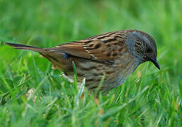 Dunnock