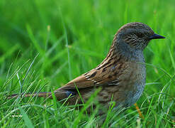 Dunnock