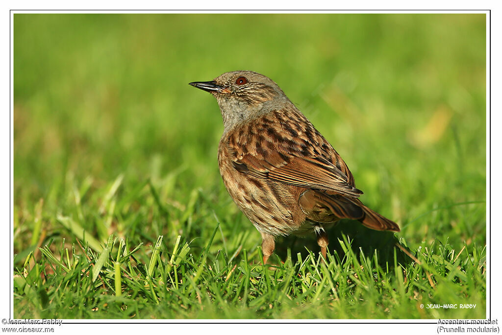 Dunnock, identification