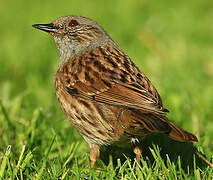 Dunnock