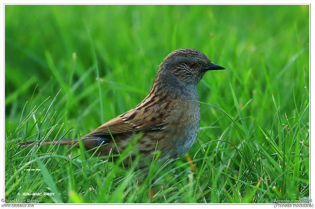 Dunnock, identification