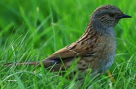 Dunnock