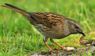 Dunnock