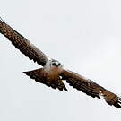 Aigle d'Ayres