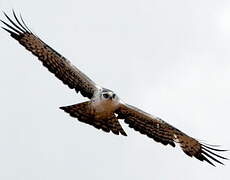 Ayres's Hawk-Eagle