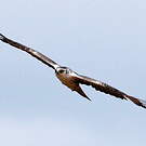 Aigle d'Ayres