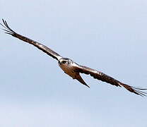 Ayres's Hawk-Eagle