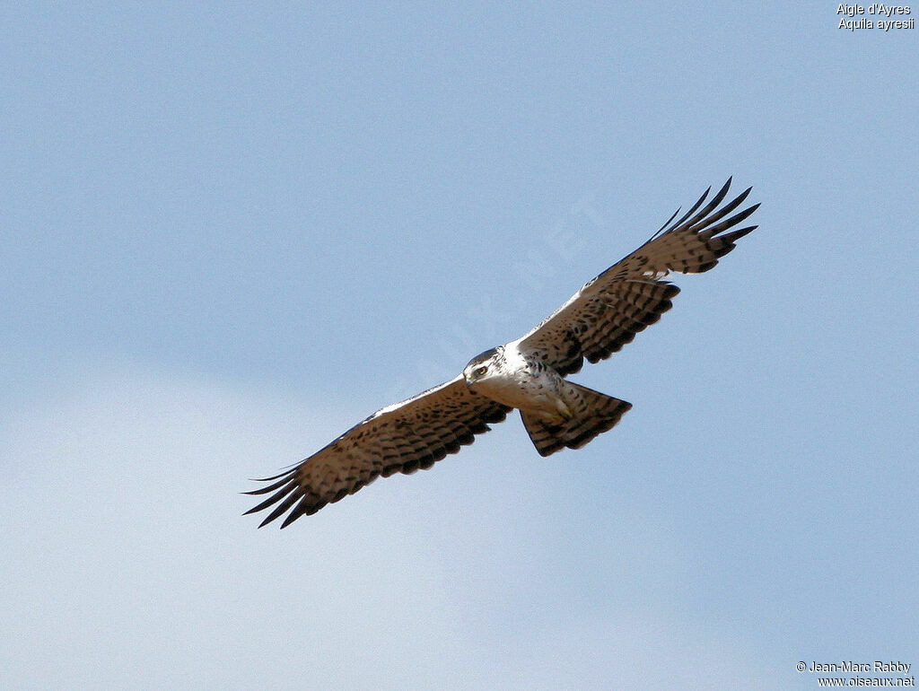 Aigle d'Ayres, Vol