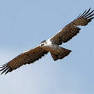 Aigle d'Ayres