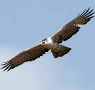 Ayres's Hawk-Eagle