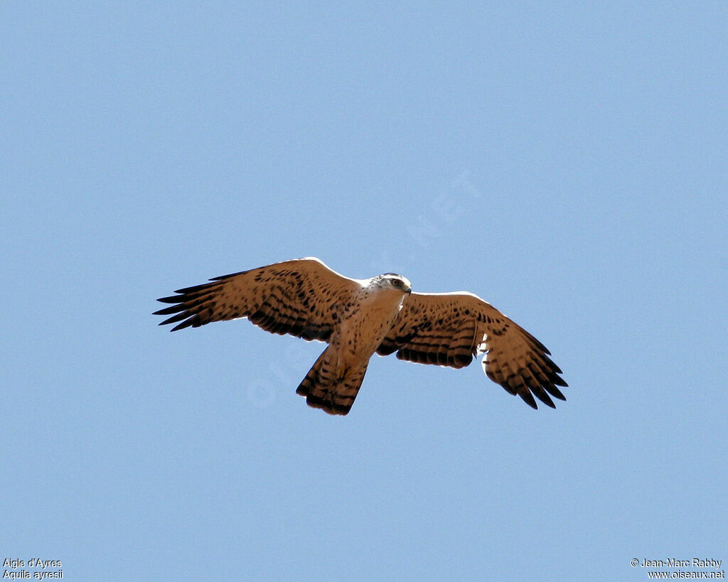 Aigle d'Ayresadulte, Vol