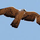 Aigle d'Ayres
