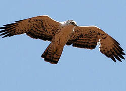 Ayres's Hawk-Eagle