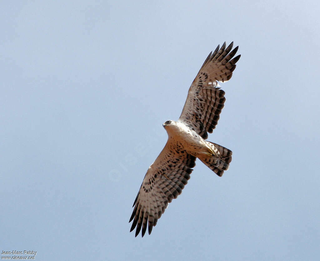 Ayres's Hawk-Eagleadult, Flight