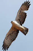 Ayres's Hawk-Eagle