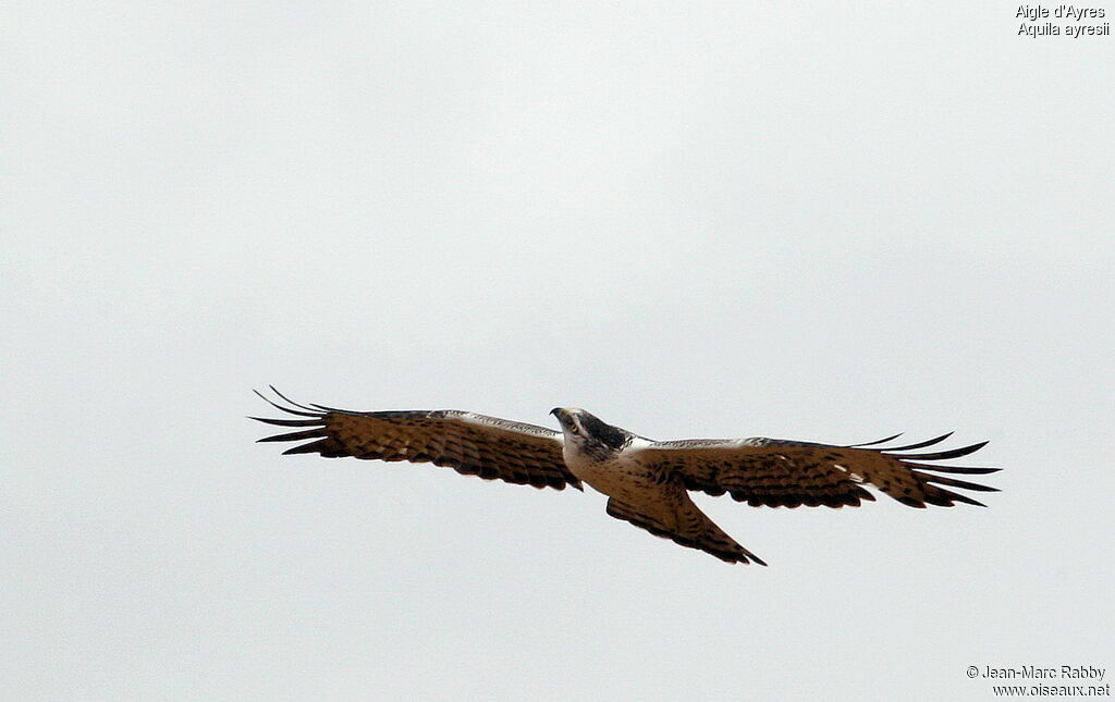 Ayres's Hawk-Eagleadult, Flight