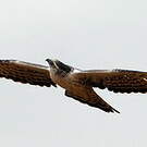Aigle d'Ayres