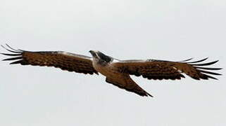 Ayres's Hawk-Eagle