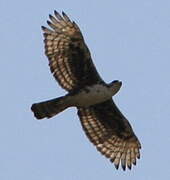 Cassin's Hawk-Eagle