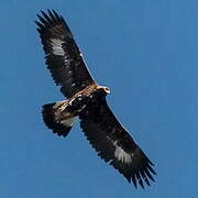 Golden Eagle