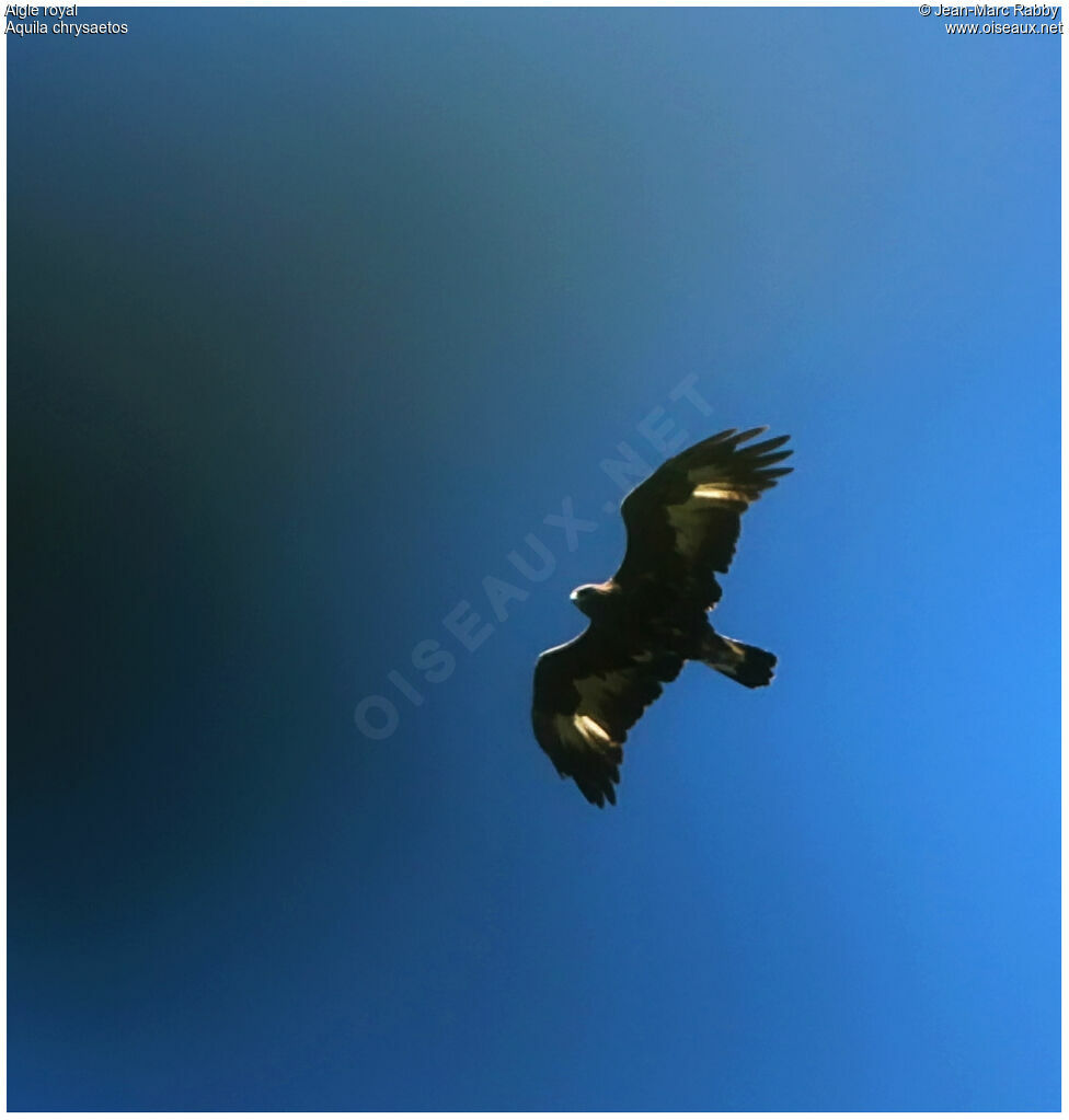 Golden Eagle, Flight