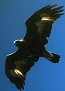 Golden Eagle