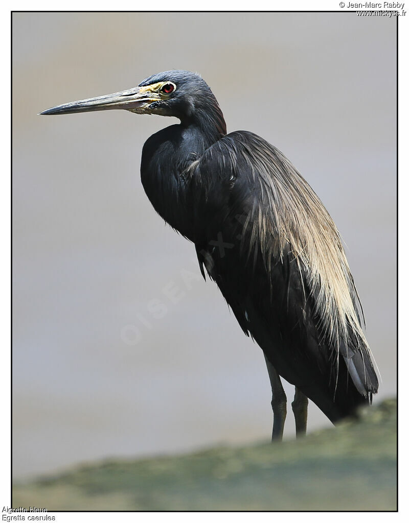 Little Blue Heron, identification