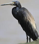 Little Blue Heron