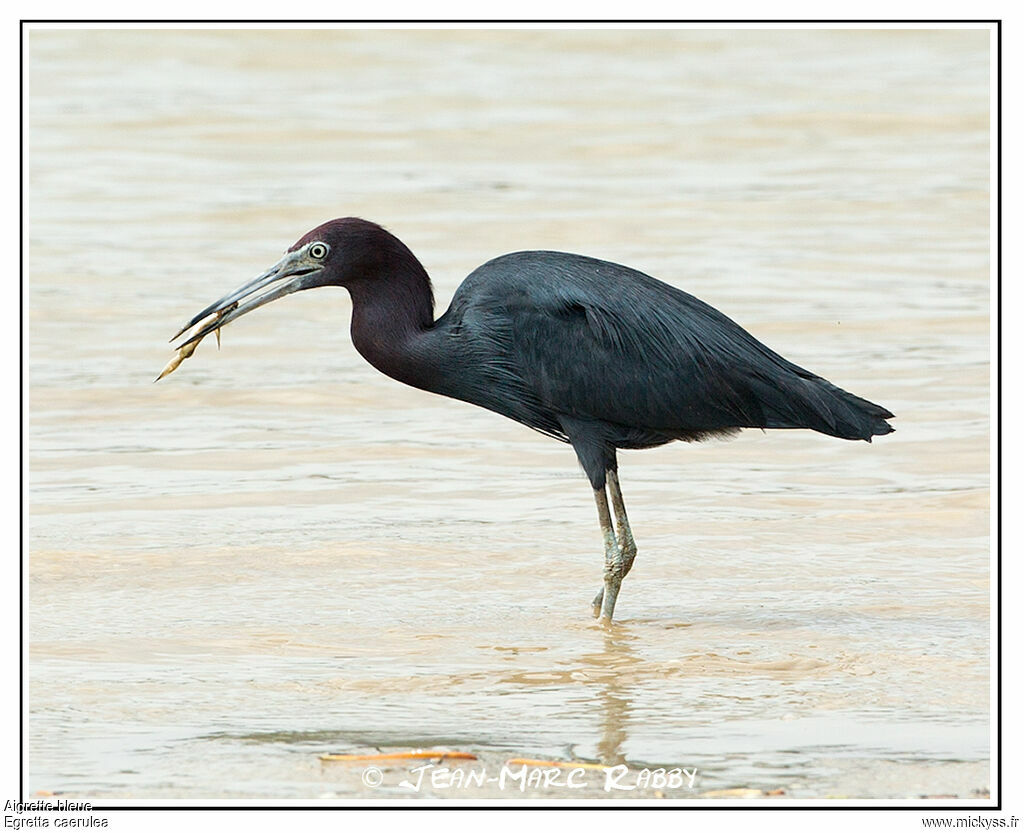 Aigrette bleue, identification