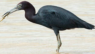 Little Blue Heron