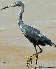 Aigrette bleue