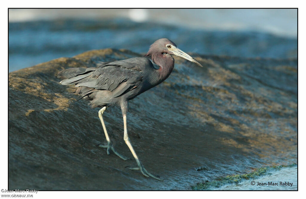 Little Blue Heron, identification