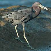 Aigrette bleue