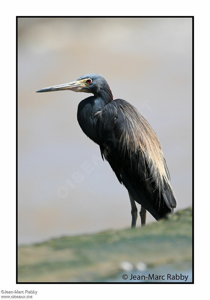 Aigrette bleue, identification