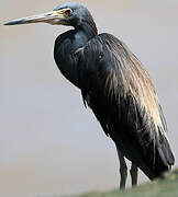 Little Blue Heron