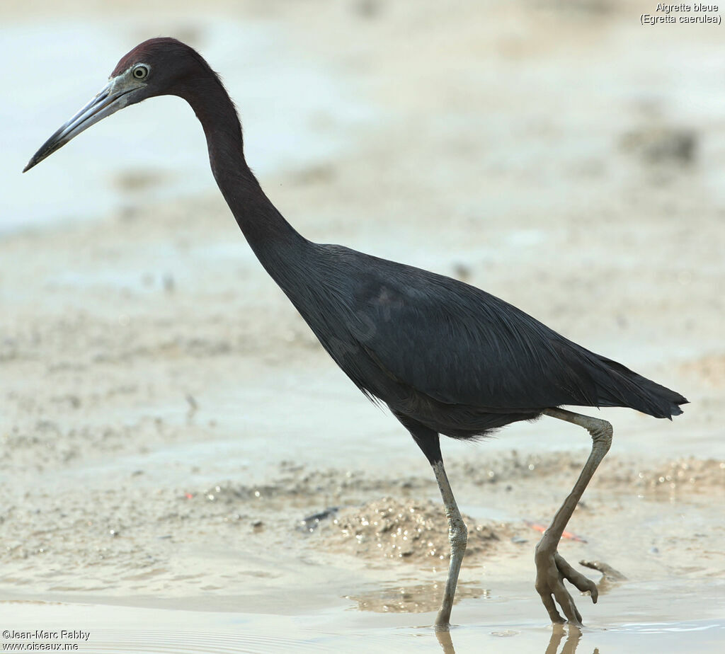 Little Blue Heron