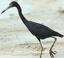 Aigrette bleue