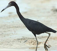 Little Blue Heron