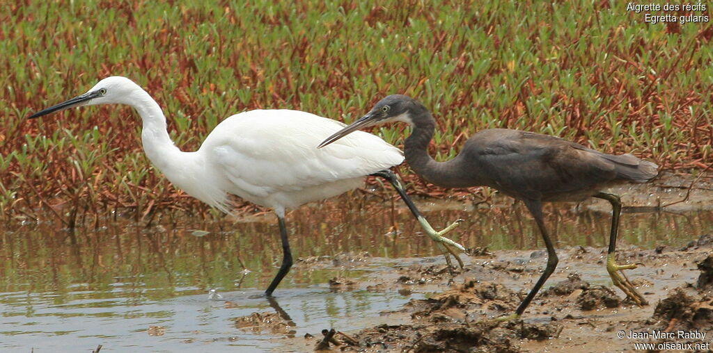 Aigrette des récifs