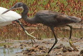 Western Reef Heron