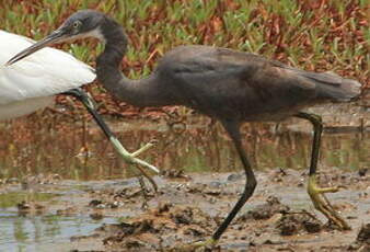 Aigrette des récifs