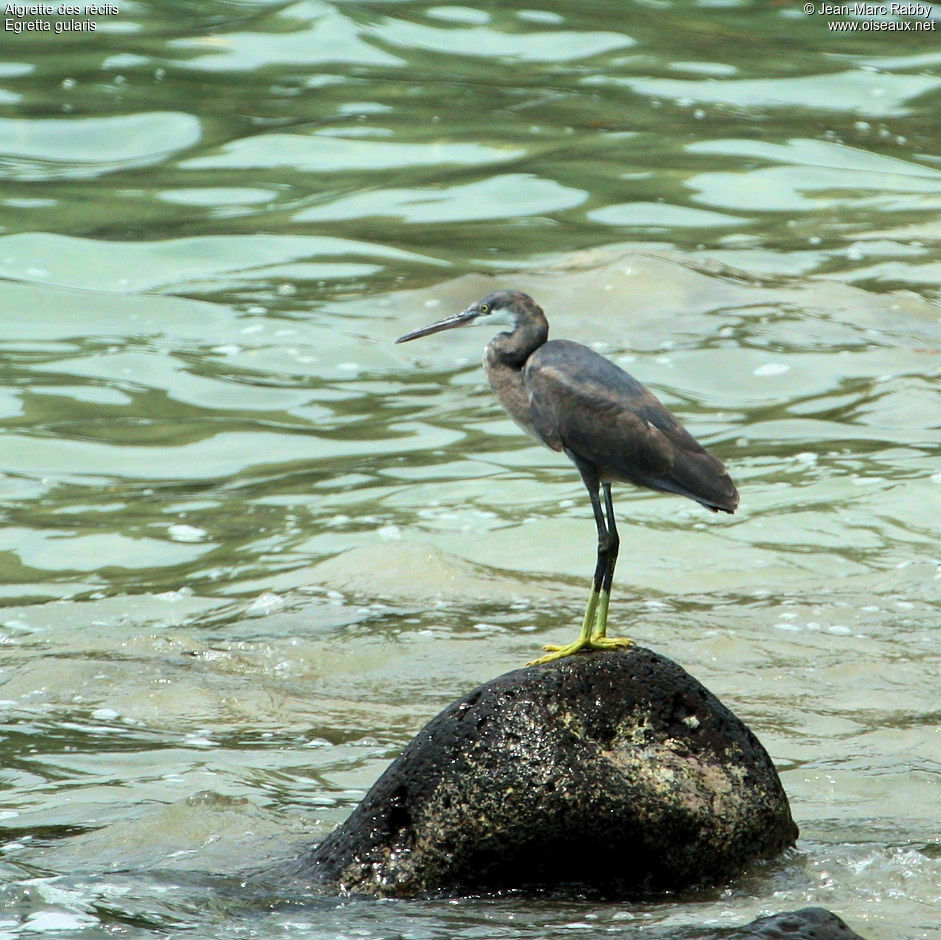 Western Reef Heron, identification