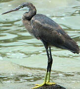 Western Reef Heron