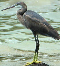 Aigrette des récifs