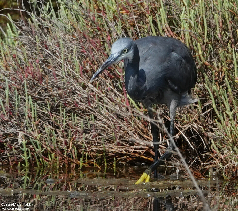 Western Reef Heron