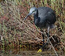 Aigrette des récifs